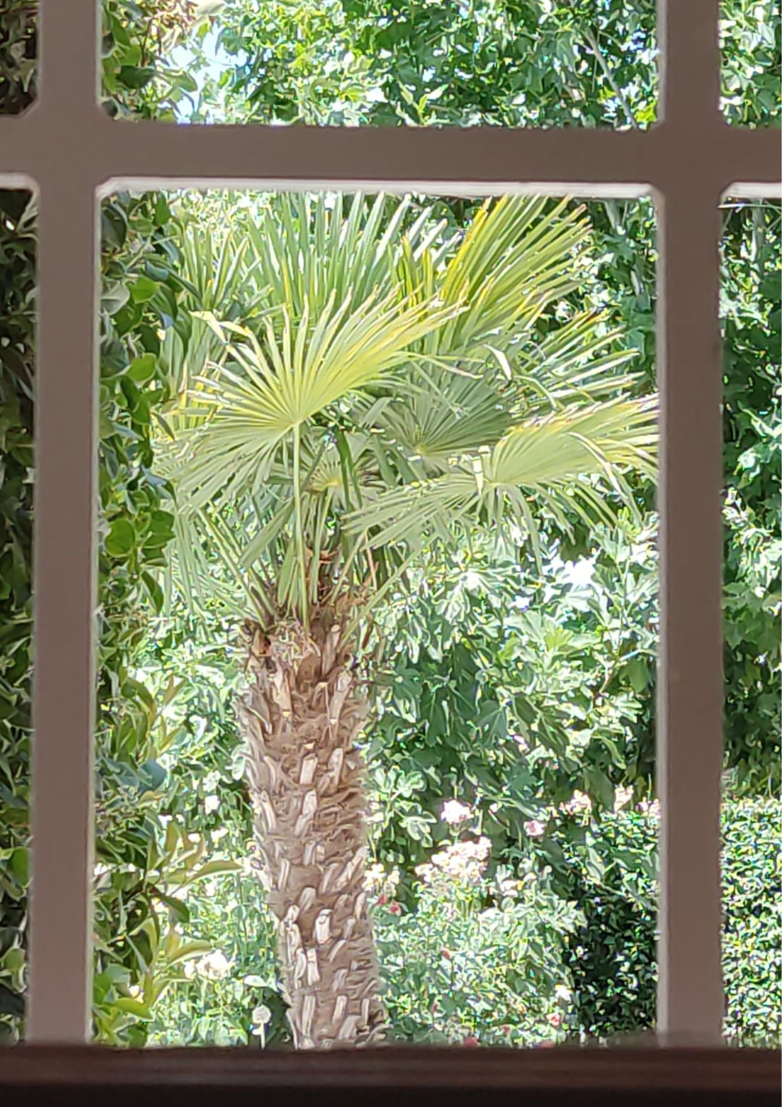 LA VENTANA MÁGICA